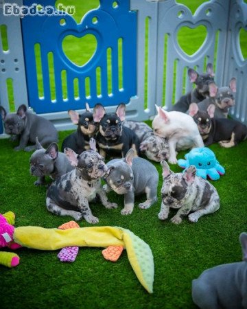 French bulldog puppies for adoption