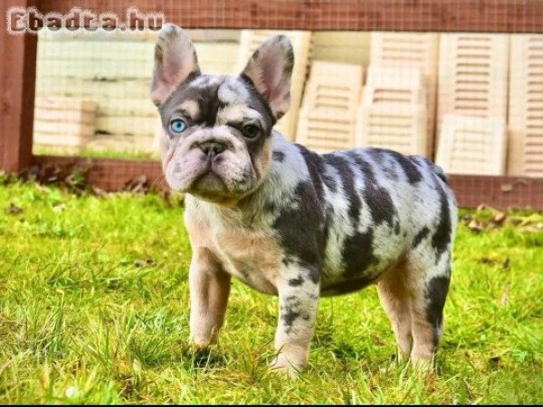 French bulldog puppies for adoption