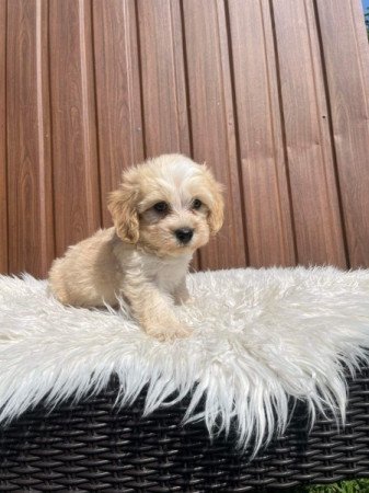 Maltipoo