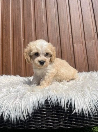 Maltipoo