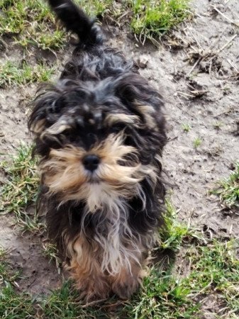 Bichon havanese