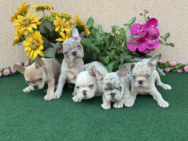 Francia Bulldog