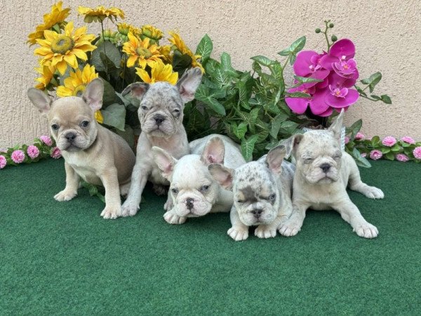 Francia Bulldog