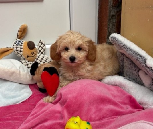 Maltipoo