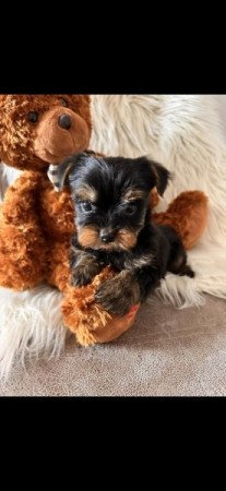 Mini és extra mini Yorkshire terrier