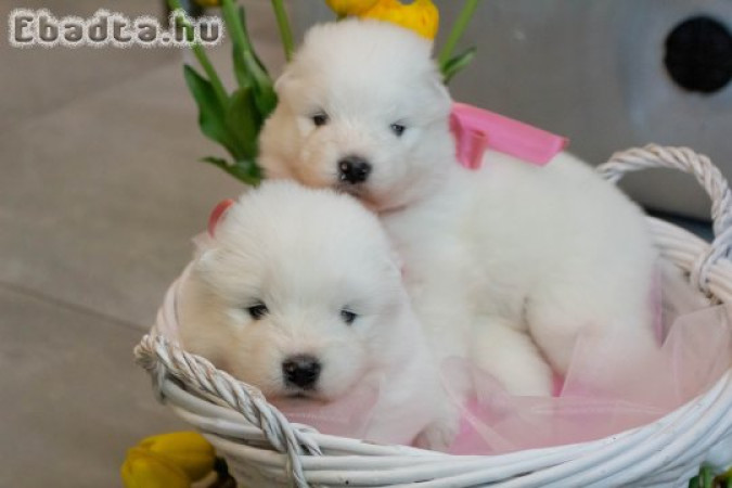 Samoyed jellegű kutyusok eladók