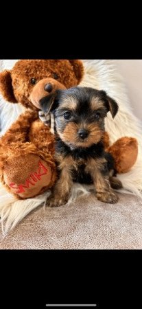 Mini és extra mini Yorkshire terrier