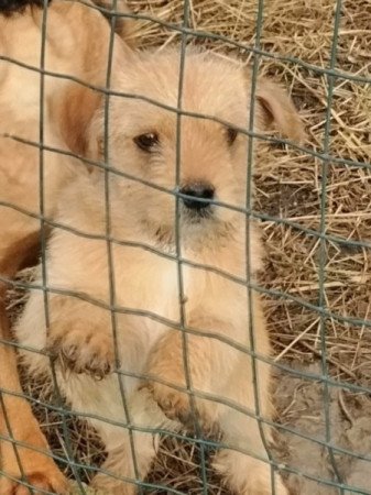 Bichon havanese keverék