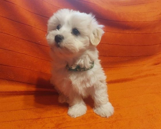 Bichon havanese