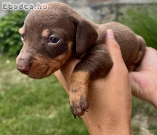 Törpetacskó kiskutyák eladók csoki-cser színben