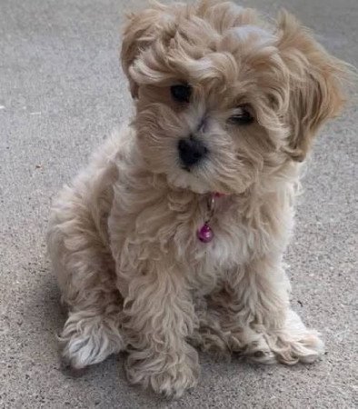 Máltai+uszkár=Maltipoo havanese bichon