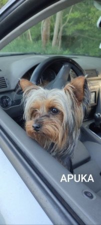 Yorkshire Terrier