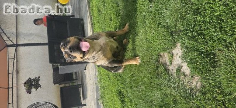 Amerikai xxl bully
