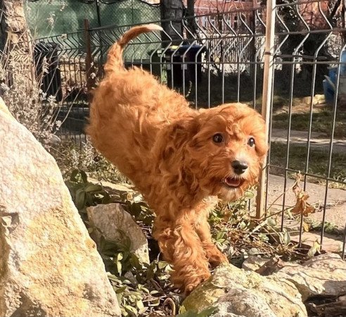 Cavalier King Charles spániel x törpe uszkár