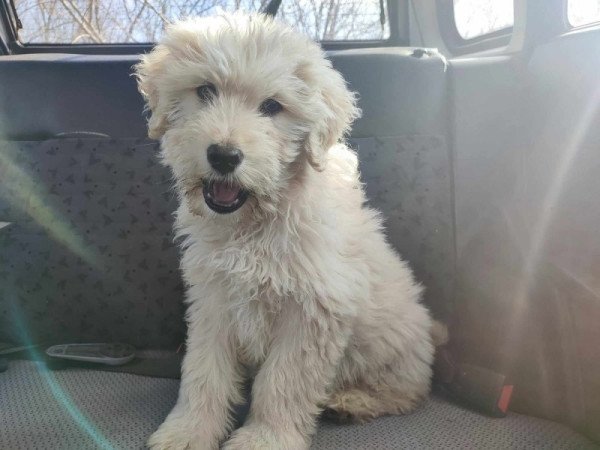 Goldendoodle