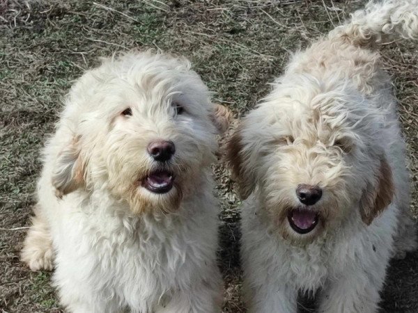 Goldendoodle