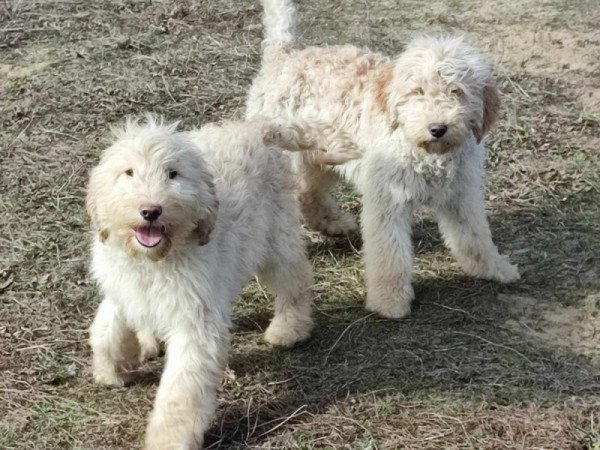 Goldendoodle