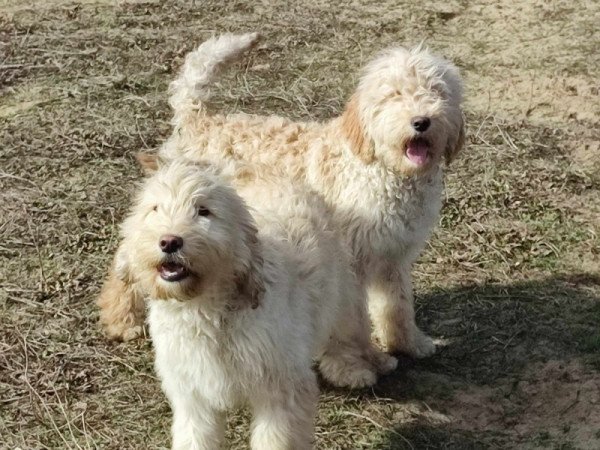 Goldendoodle