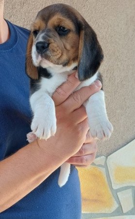Beagle