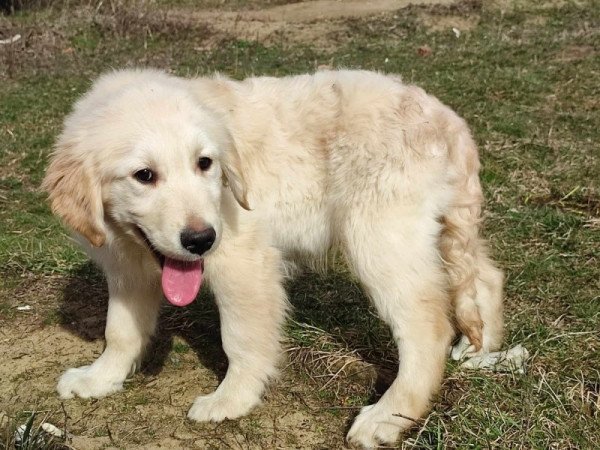 Golden retriever