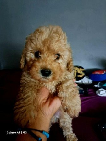 Máltai+uszkár=Maltipoo havanese bichon