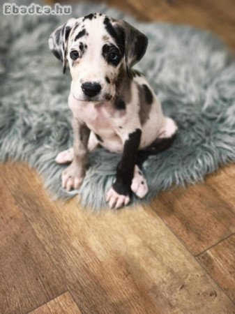 Nèmet dog szuka 9 hetes eladó 2 oltással