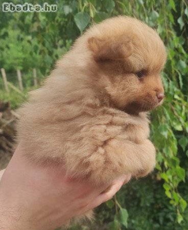 Törpe Spitz kutyakölykök