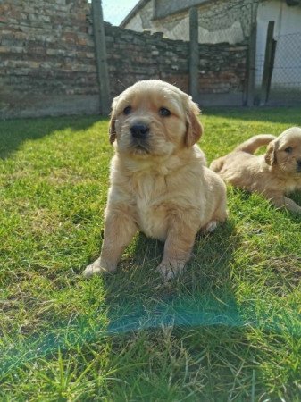 Golden retriever