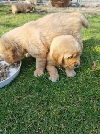 Golden retriever