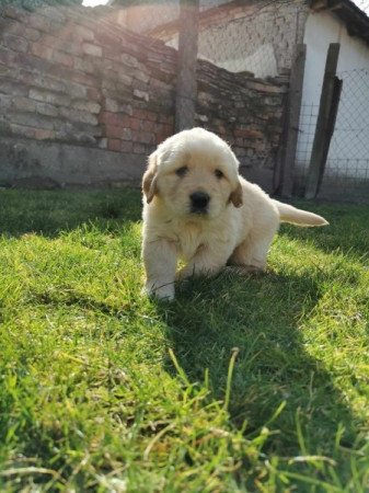 Golden retriever