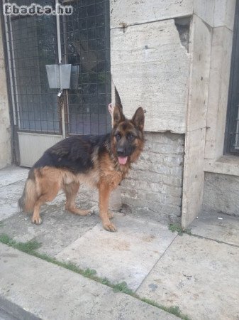 Eladó kutya