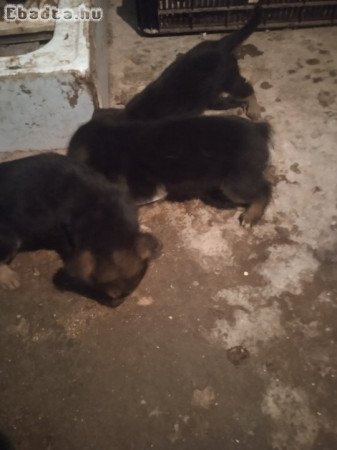 Eladó kutya
