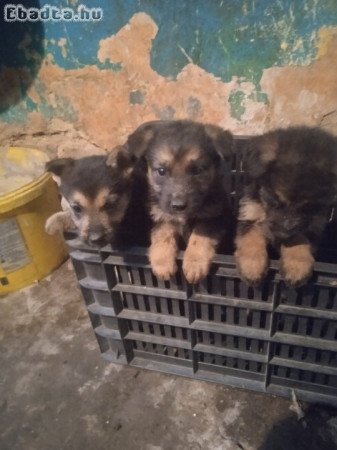 Eladó kutya