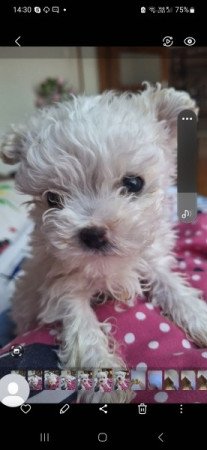 Bichon havanese