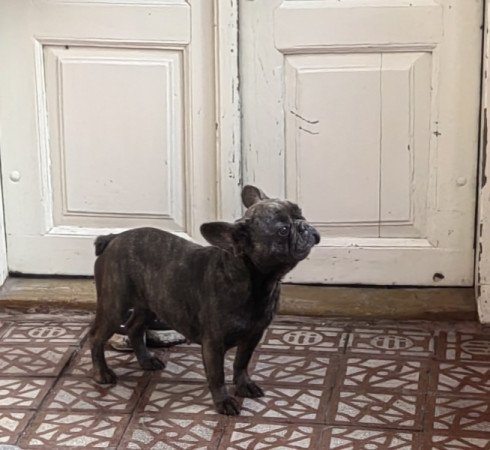 Francia bulldog