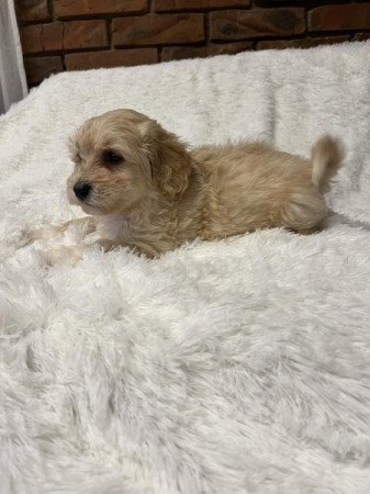 Maltipoo