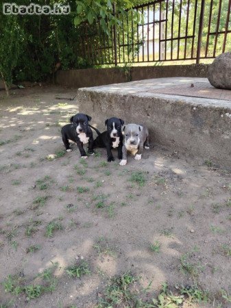 Amerikai staffordshire terrier kiskutyák