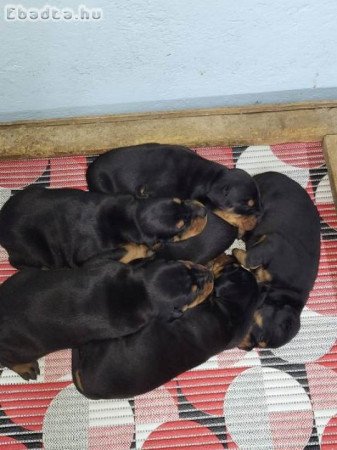 Doberman kölykök