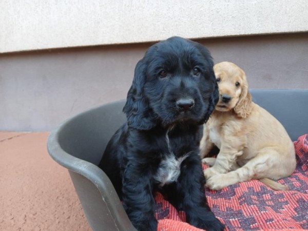 Angol cocker spániel kölyök