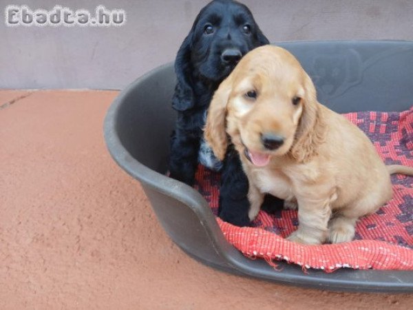 spániel kölyök