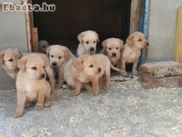Labrador retriever  kiskutyák