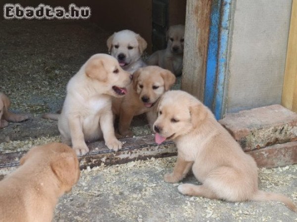 Labrador retriever  kiskutyák