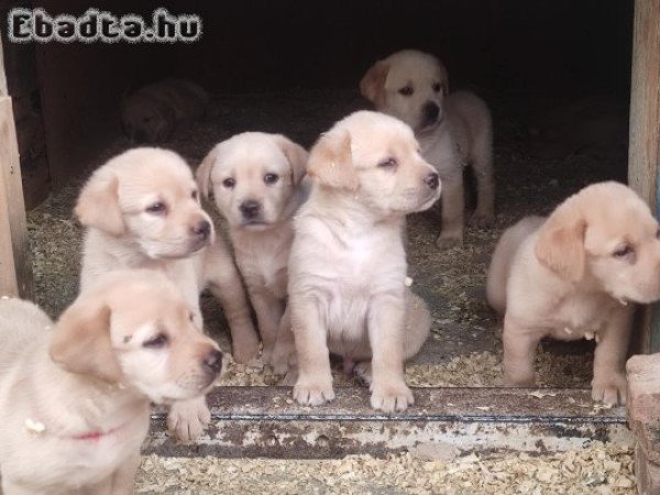 Labrador retriever  kiskutyák