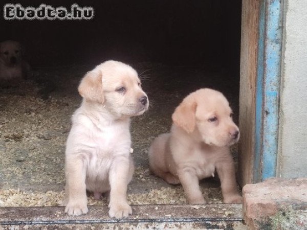 Labrador retriever  kiskutyák