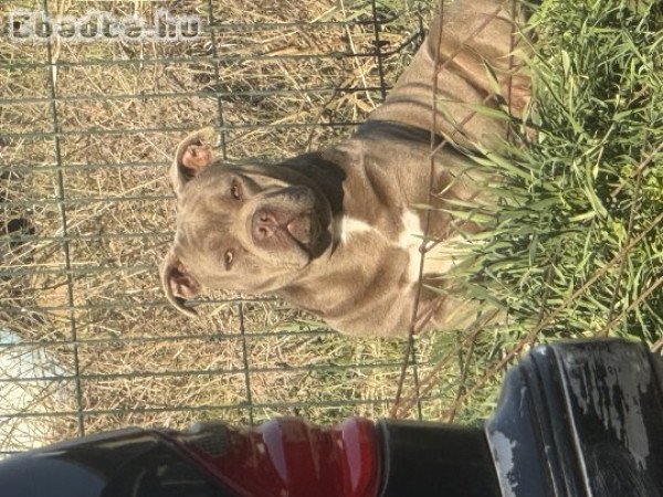 Elado American Bully Pocket