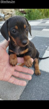 Törpe tacskó fajtatiszta kiskutyák eladók