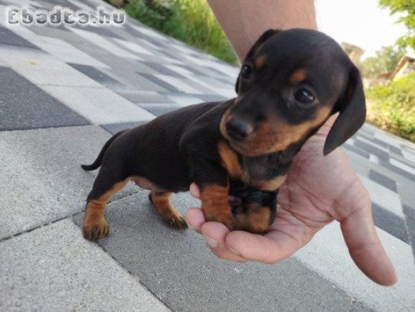 Törpe tacskó fajtatiszta kiskutyák eladók
