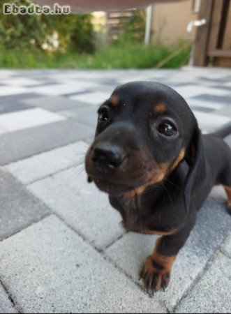 Törpe tacskó fajtatiszta kiskutyák eladók