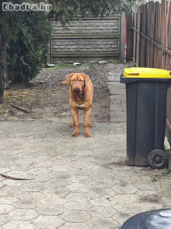 Bordeauxi dog ( Bordói dog)