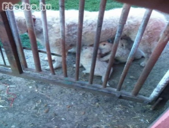 Fehér Kabai kennelből kuvasz kiskutyák eladók